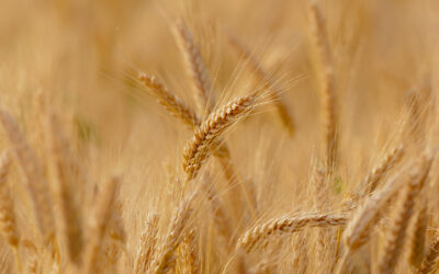 Un Green deal per il settore agricolo con un focus sul suolo