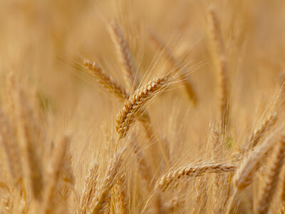 Un Green deal per il settore agricolo con un focus sul suolo