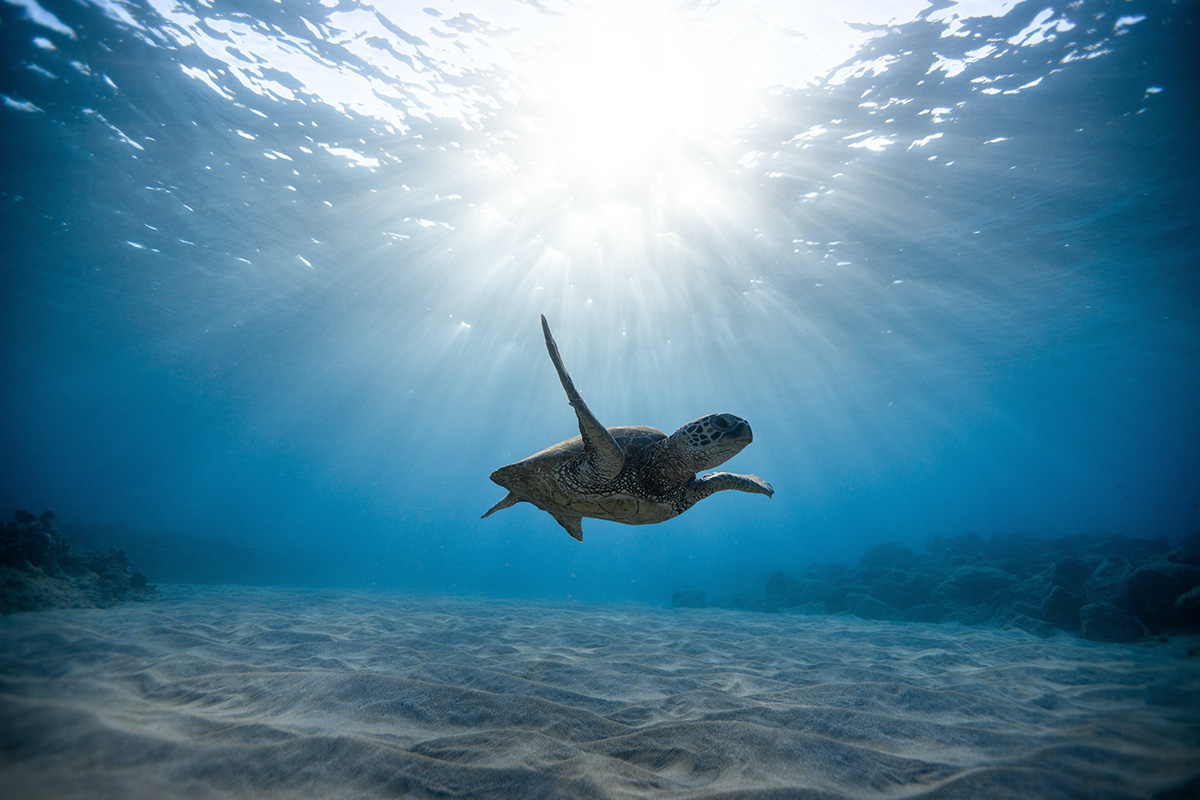 Biodiversità-fonte-essenziale-di-vita