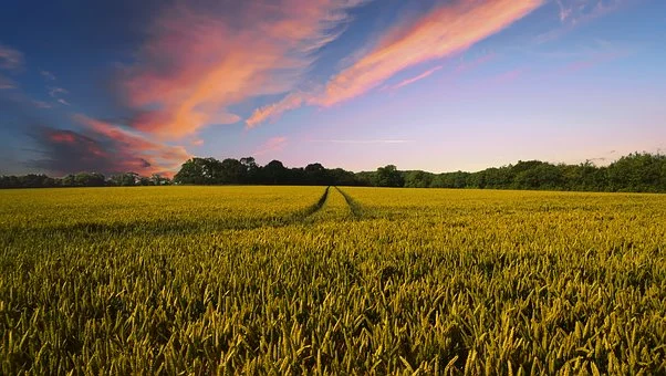 Finalmente la legge tutelerà l'agricoltura biologica