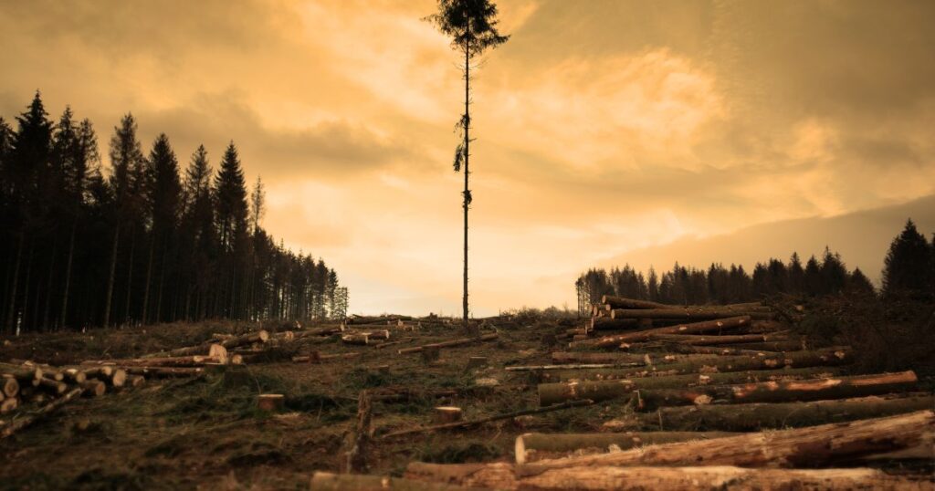 Deforestazione: Amazzonia e non solo