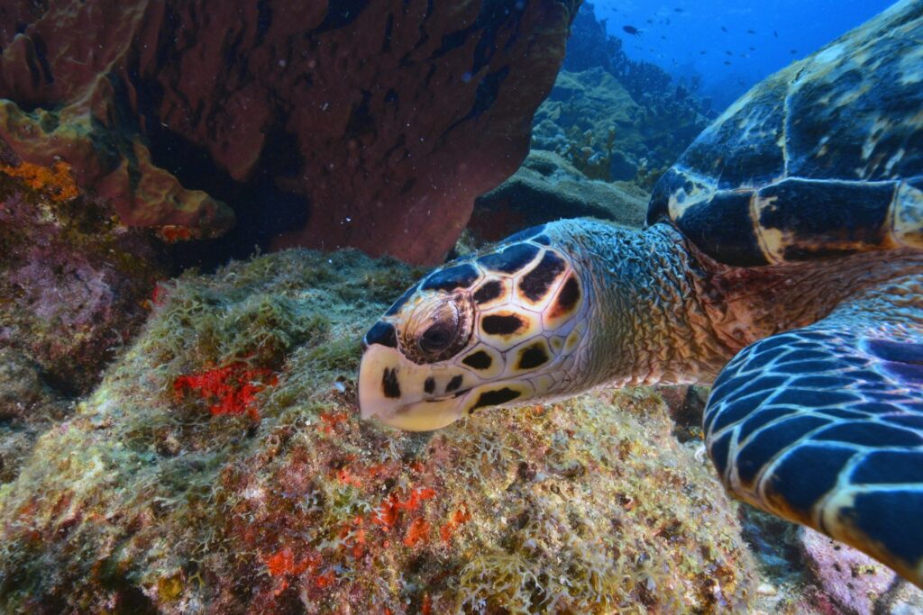 Aree Marine Protette: una risorsa per la Natura e per l’Economia nazionale.