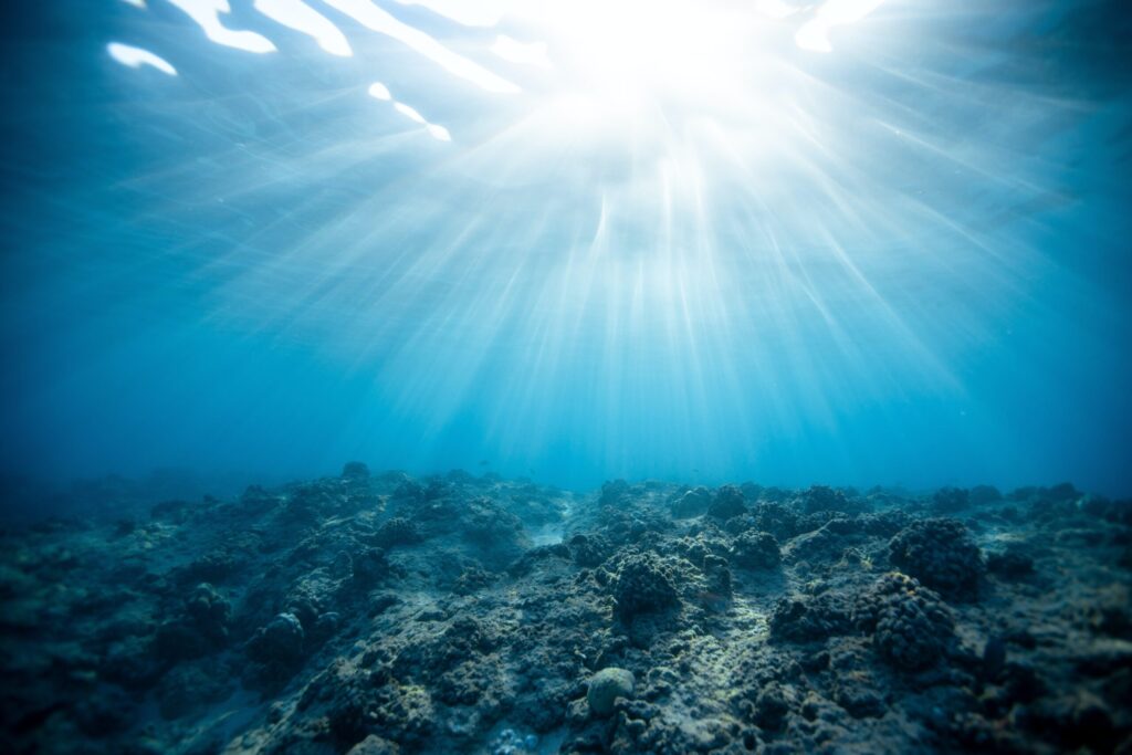 Marine Ecosystem Restoration. Il progetto che ricostruisce i nostri mari.