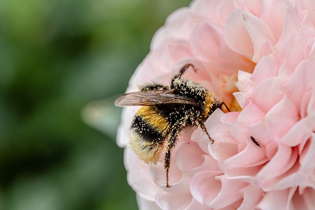 Giornata Internazionale della biodiversità.