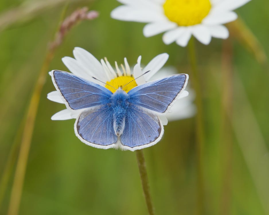 L'importanza del ripristino degli habitat e della biodiversità in Europa.