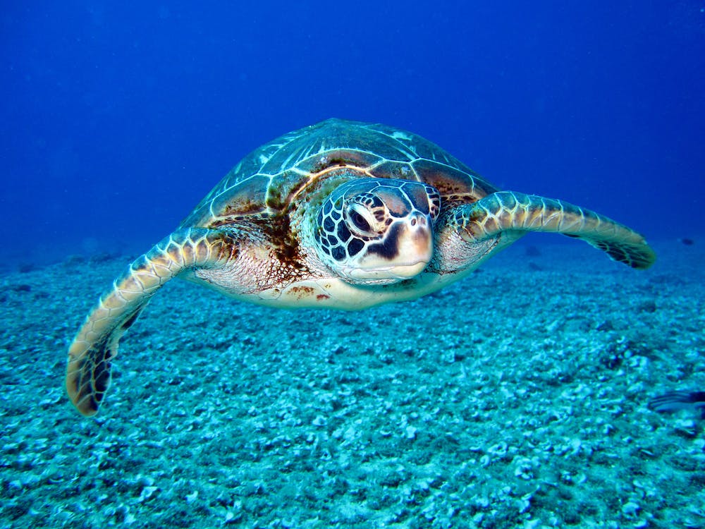 Inquinamento acustico e perdita dell'udito nelle tartarughe marine.