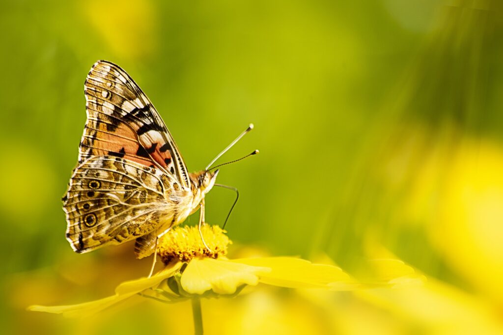 Nature Restoration Law. Approvata la legge europea sul ripristino degli ecosistemi. Forte dibattito in Italia.