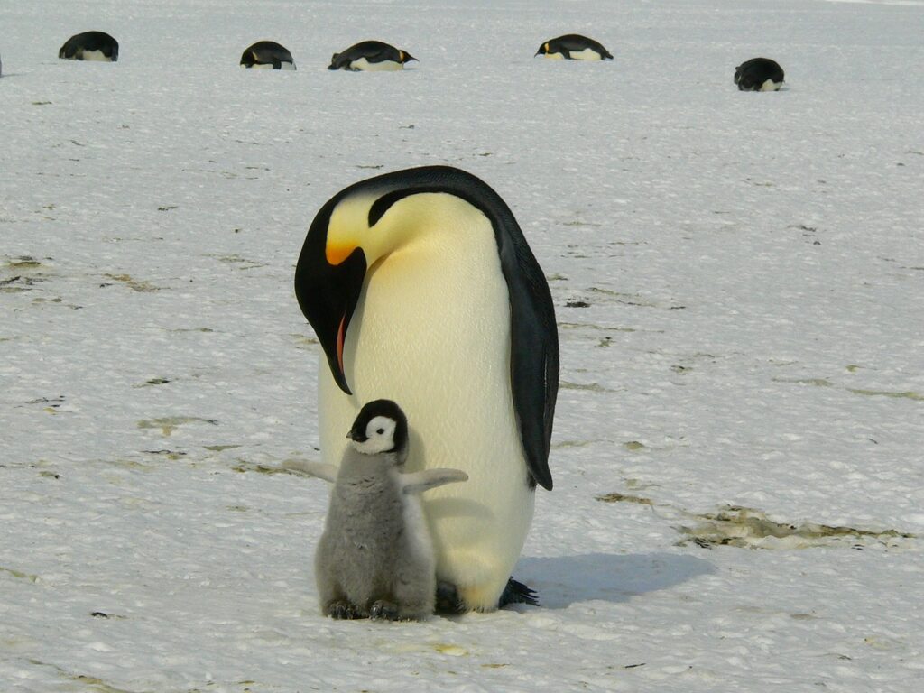 Scioglimento dei ghiacci. Pinguino imperatore a rischio estinzione.