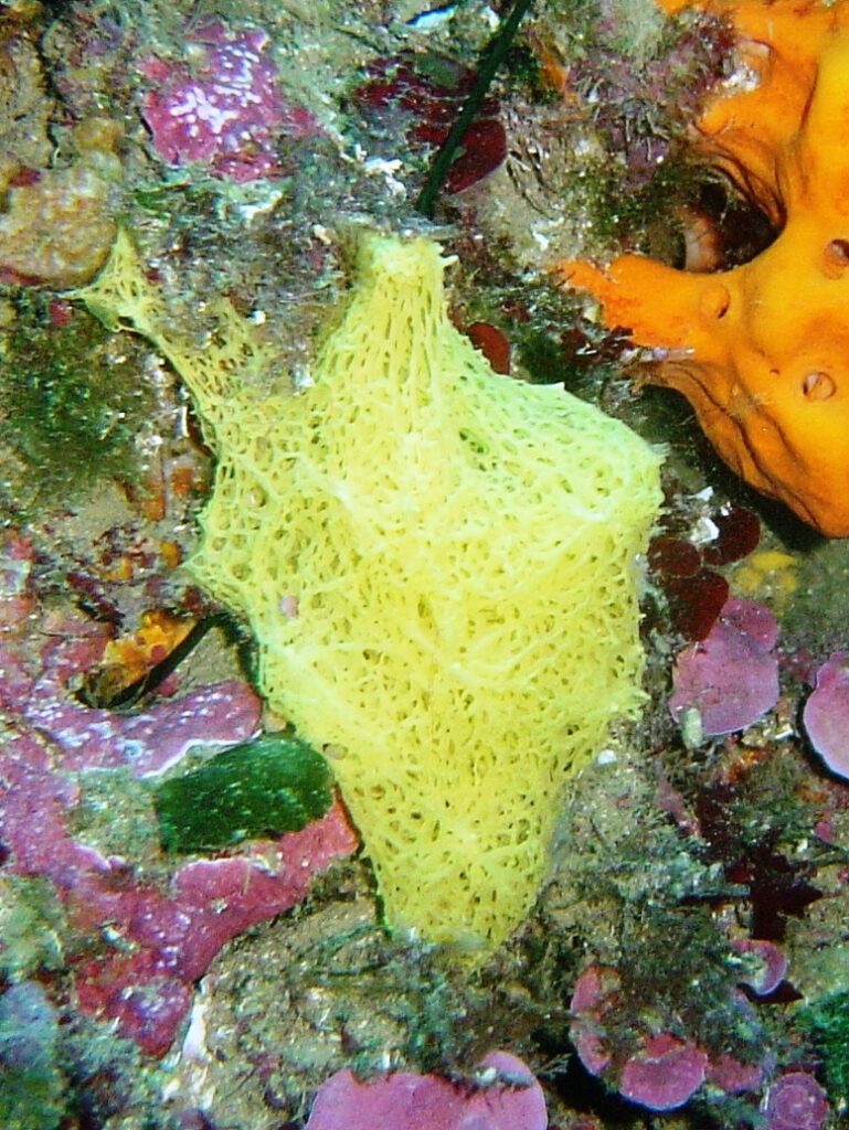 L’impatto del riscaldamento e dell’acidificazione degli oceani sulle spugne marine.