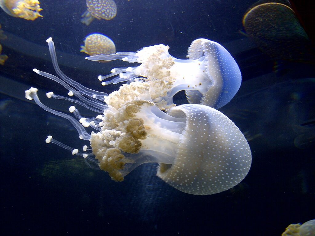 Specie aliene invasive: medusa a pois nel Golfo di Olbia.