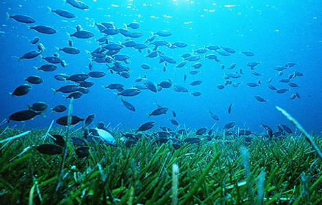 Lo stato dei mari italiani: Posidonia oceanica sotto stress, aumentano coralli e specie aliene.