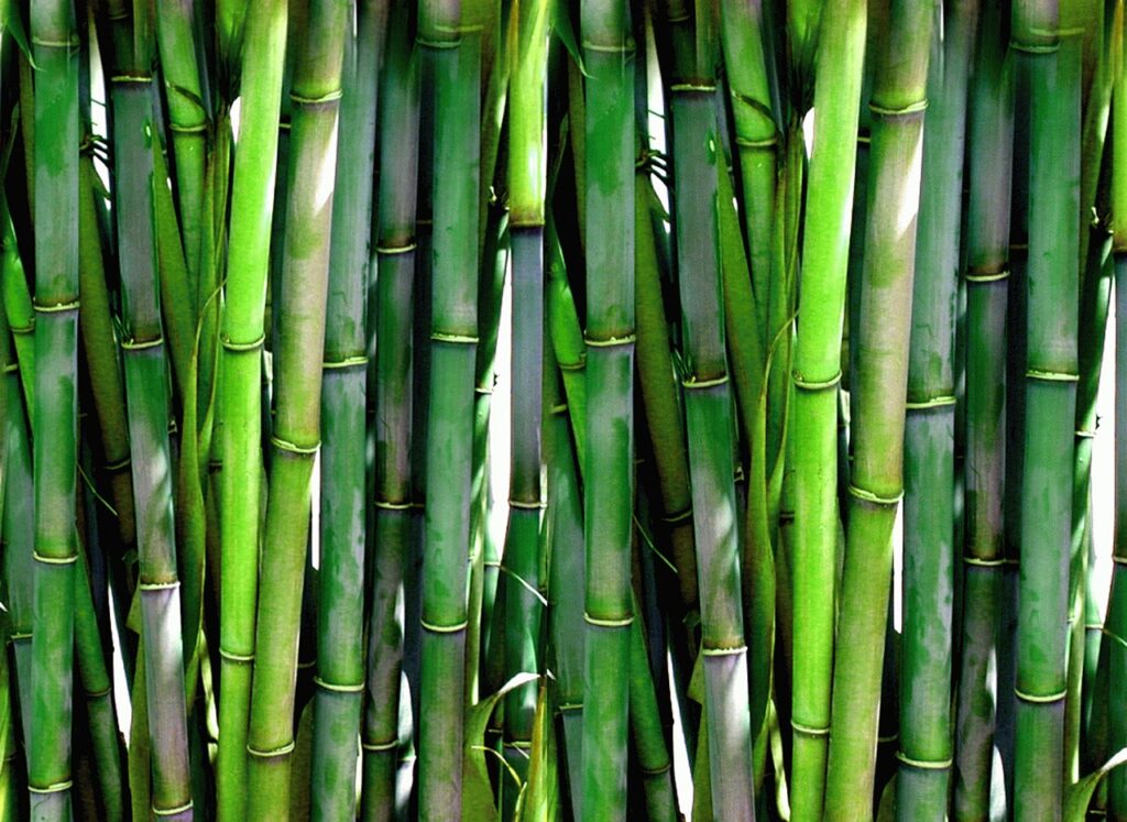 Dal bambù una valida alternativa alla plastica monouso.