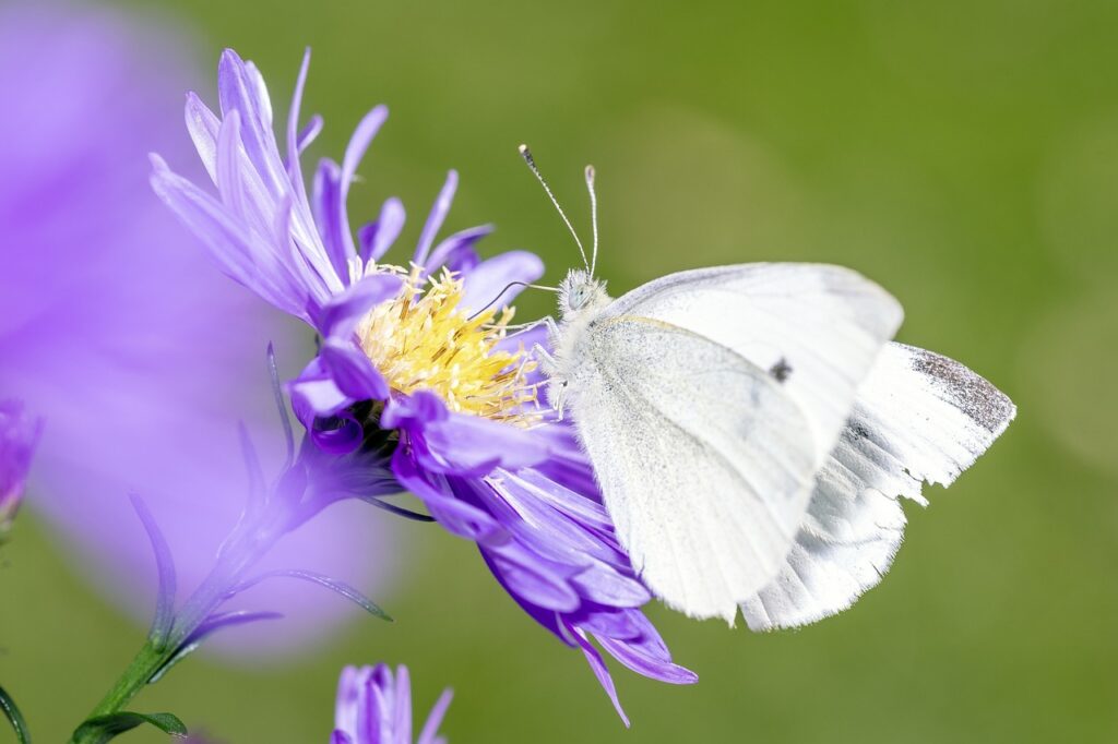 Inquinamento sensoriale. Api, falene e farfalle non percepiscono più il profumo dei fiori.